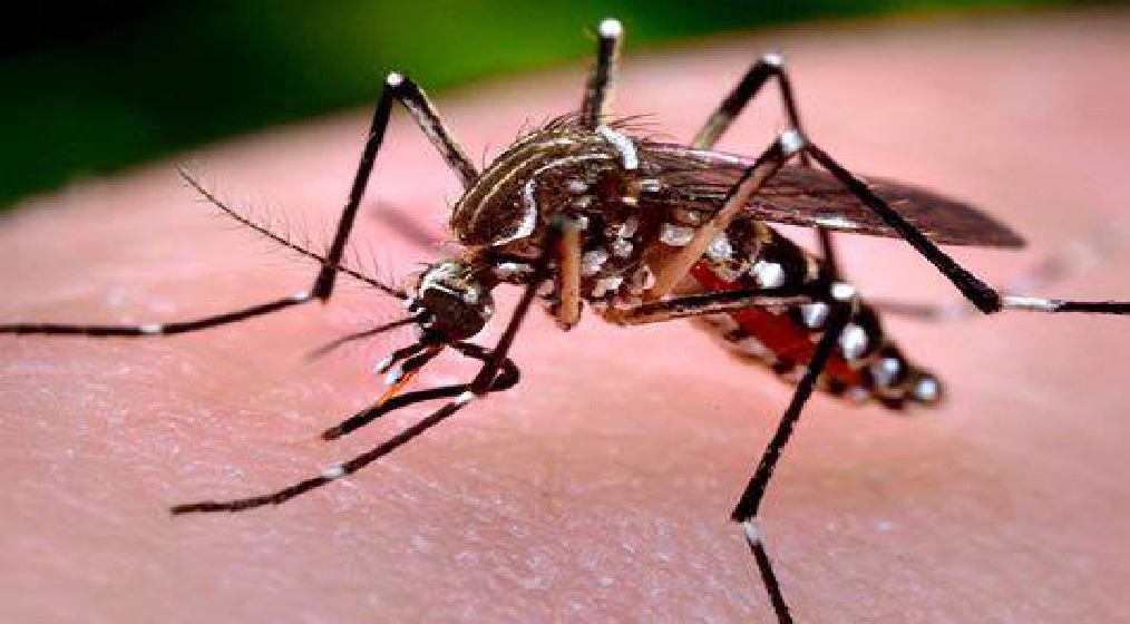 NMCD committed to curbing Malaria upsurge